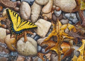 Stephen Koury Artwork